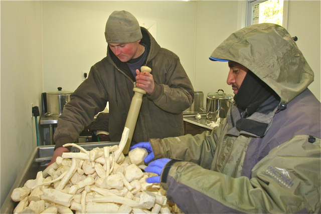Matt Schmitt and worker Guzman Martinez grinding the horseradish roots in the grinder in his commercial kitchen in Riverhead. (Credit: Barbaraellen Koch)