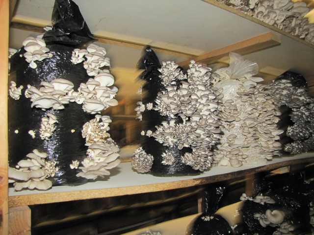 Mushrooms grow on "artificial trees" made of hay or straw. (Credit: Tim Gannon)