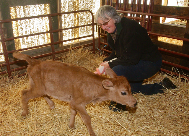 Farmer Liz Wines tries to give two-day old Daisy a bottle Wednesday afternoon but she was getting frisky and wanted to play.