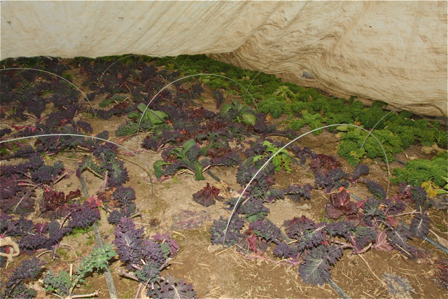 Red Russian kale