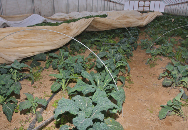 Toscano kale, also know as dinosaur kale or black kale, with a protective cover.