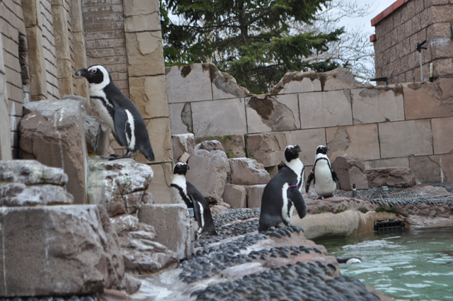 penguin Long Island Aquarium