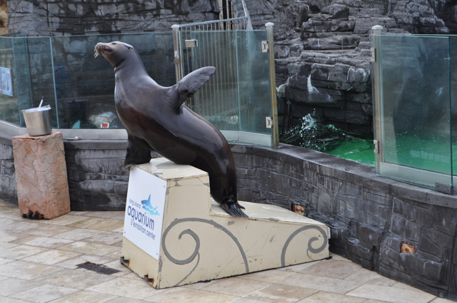 sea lion Long Island Aquarium