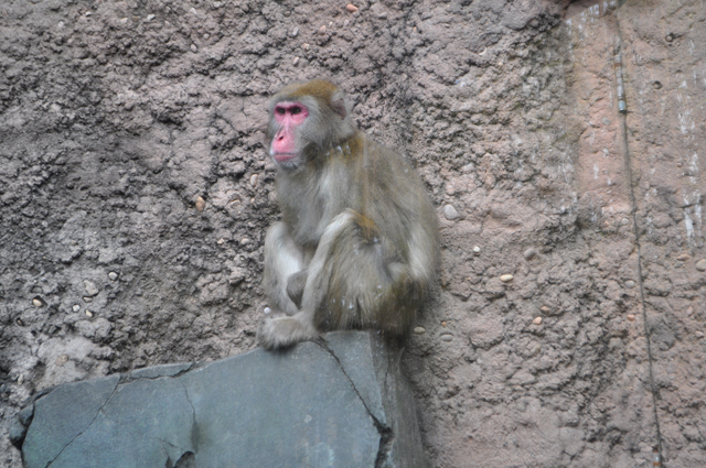 snow monkey Long Island Aquarium