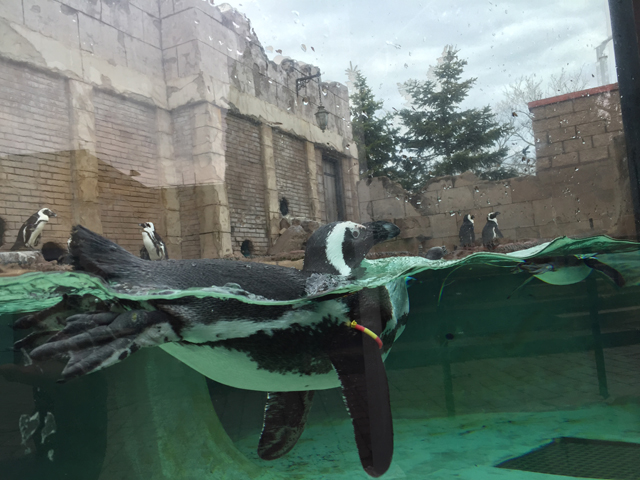 A penguin goes for a swim at the Long Island Aquarium and Exhibition Center. (Credit: Rachel Young)