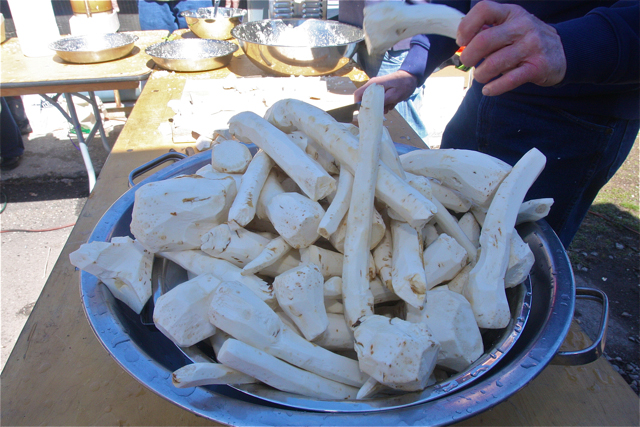 Peeled horseradish roots, ready to be ground.