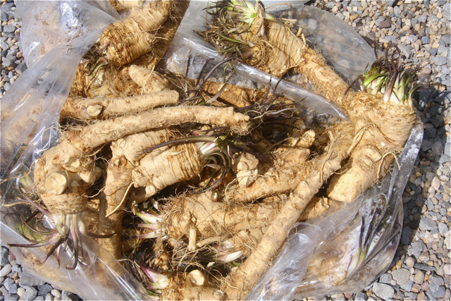 Gnarly, unpeeled horseradish roots.
