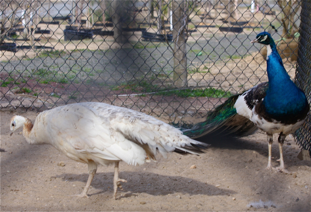 Ver der ber peacocks