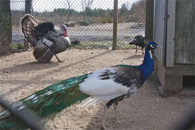 Ver der ber peacocks
