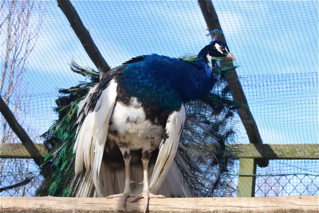 Ver der ber peacocks