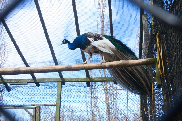 Ver der ber peacocks