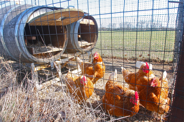Chickens at Shinn Estate Vineyards. (Credit: Barbaraellen Koch)