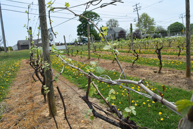 Laurel Lake Vineyards. (Credit: Vera Chinese)