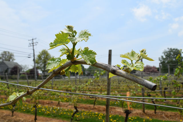 Laurel Lake Vineyards. (Credit: Vera Chinese)