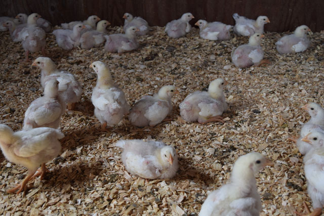 Deep Roots chicks