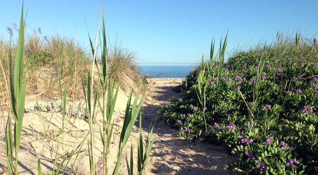Kenney's beach early summer
