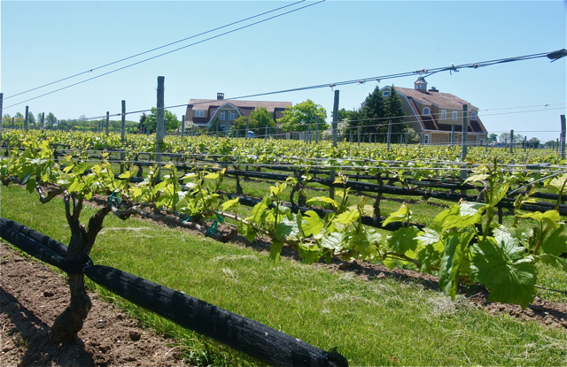 Lieb Cellars vineyard at the end of Oregon Road near Bridge Lane