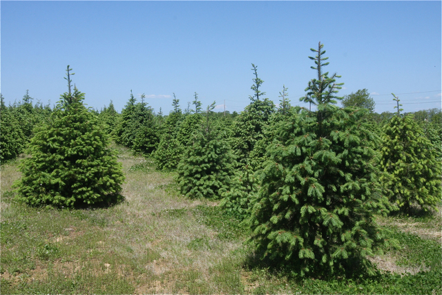 Zuhoski Farms' 'cut your own Christmas tree' lot