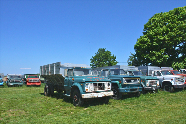 Old trucks used for potato farming.