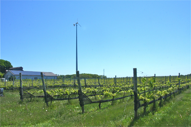 Shinn Estate Vineyard