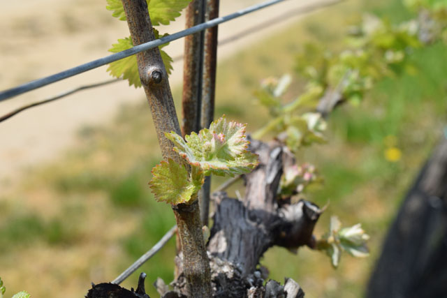 paumanok bud break