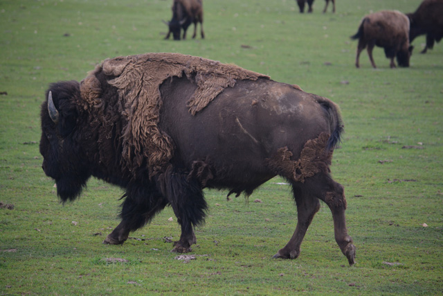 One of North Quarter Farm's male bulls Photo Monique Singh-Roy