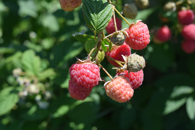 Raspberries at Lewin Farms in Wading River. (Credit: Vera Chinese)