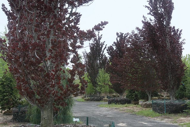 'Red Obelisk' European Beech trees.