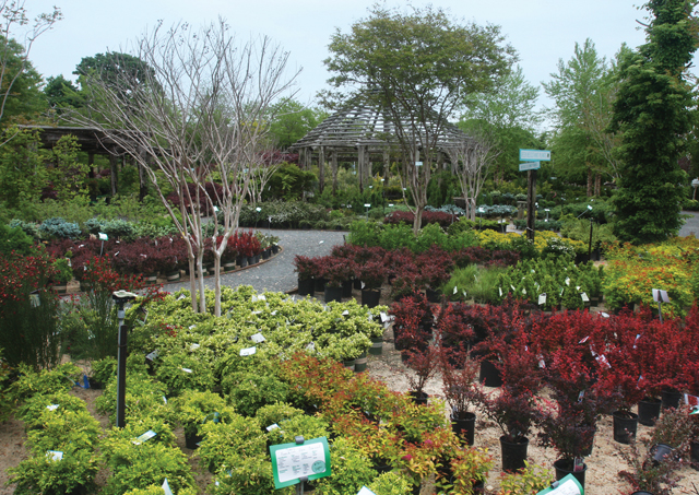 Some deer resistant plants.