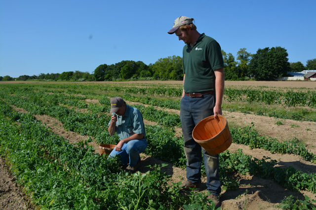 Al Krupski and Brandon Lonk sample the pea harvest.