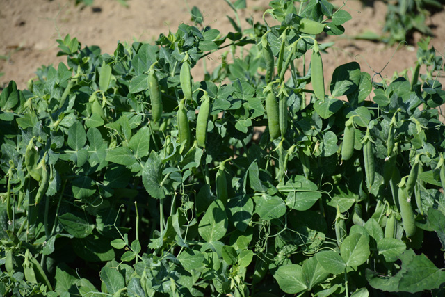 Peas ready for picking.