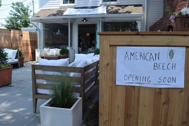 A sneak peek at American Beech.