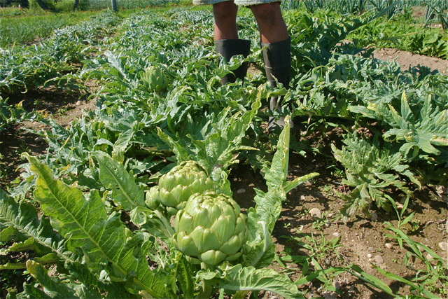 artichokes