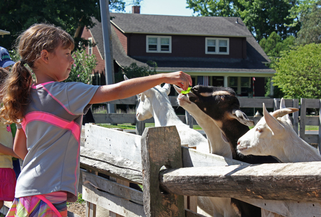 Anna Yedlinski of Fairfax Station, Va. feeds the goats