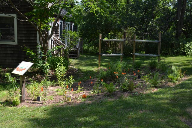 The rain garden at Downs Farm preserve in Cutchogue. (Credit: Monique Singh-Roy)