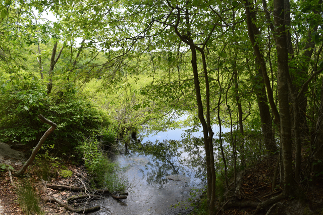 A glimpse of an interdunal swale in Sound View Dunes Park. 