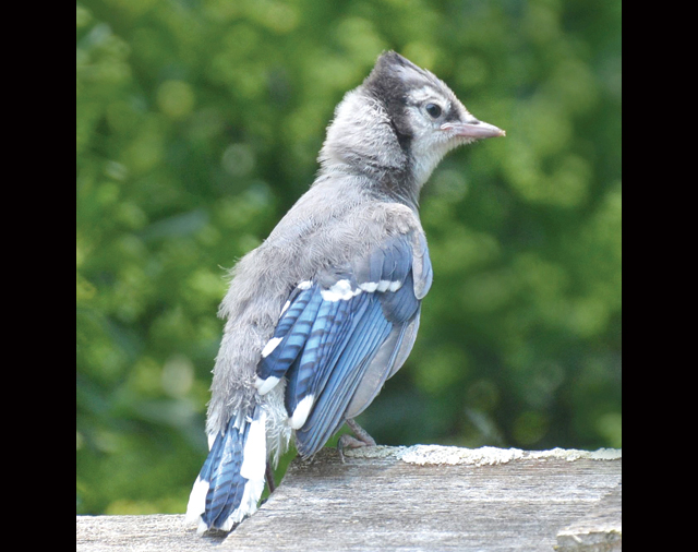 Credit: Joseph Pinciaro