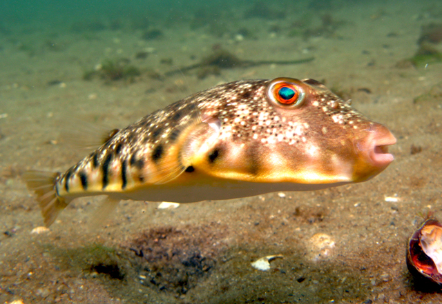 blowfish