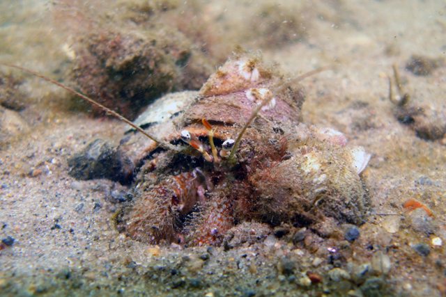 flat clawed hermit crab