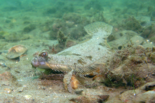 Winter Flounder