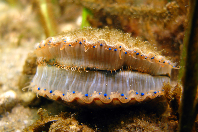 scallop