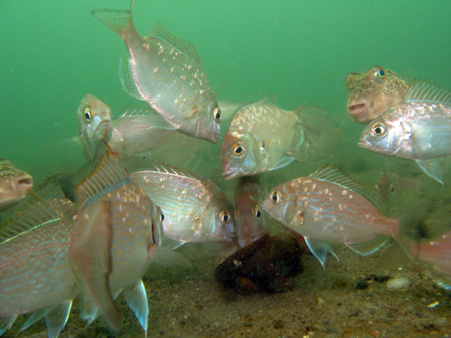 scup porgies