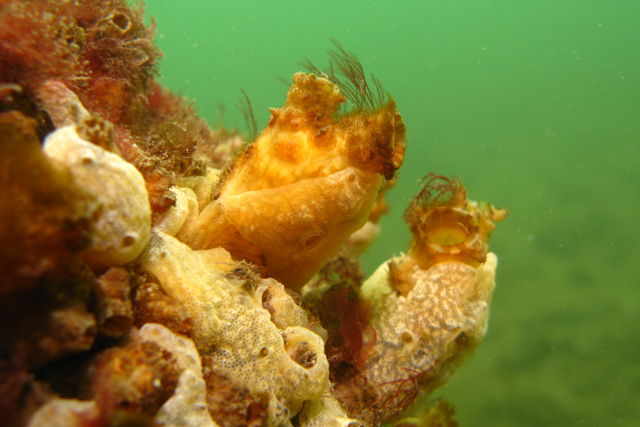 tunicates