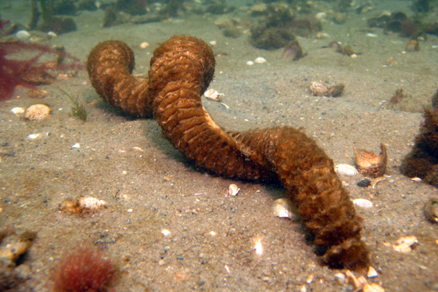 whelk egg case