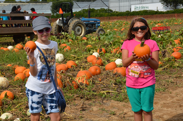 Angelina Testani, 12 of Levittown and Sophia Forgione of Strasburg, PA, picking pumpkins