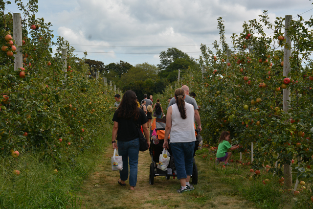 Families wandered through row after row of apple trees filling up their bags