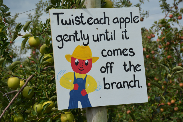 Apple picking is a family business here at Harbes Orchard