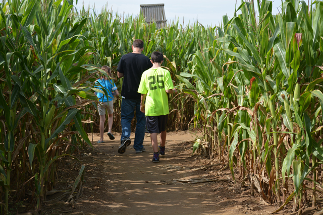 Families wandered through the six acre Robin Hood themed corn maze