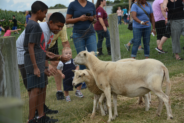 Kids got to pet and feed farm animals