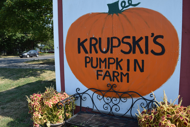 Krupski's Pumpkin Farm in Peconic. (Credit: Vera Chinese)